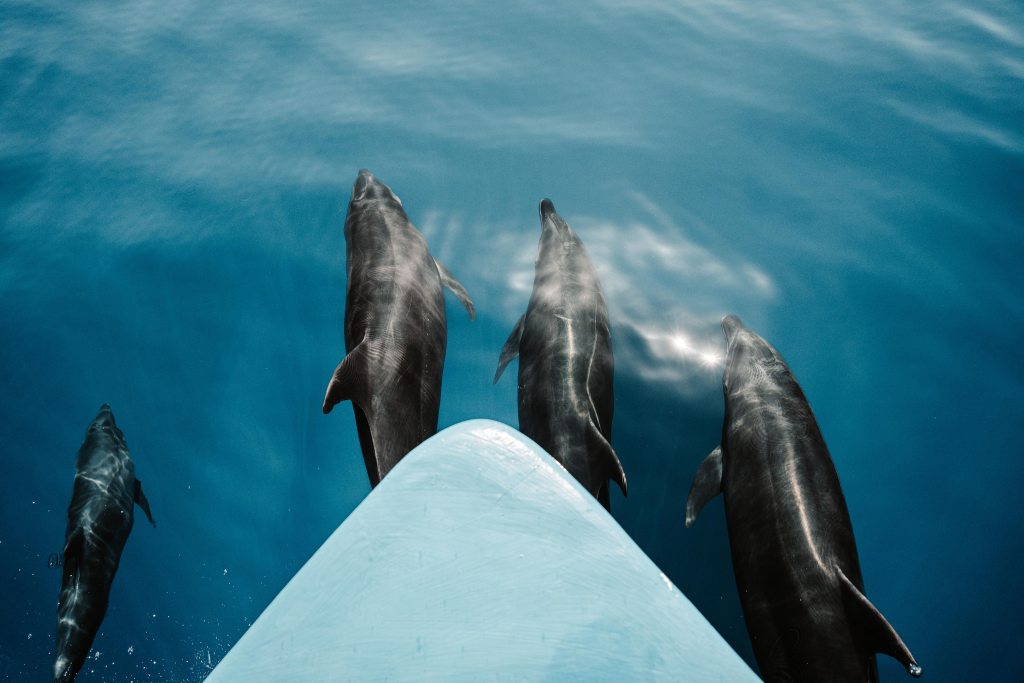 Bottlenose dolphins swimming alongside a boat near La Ventana