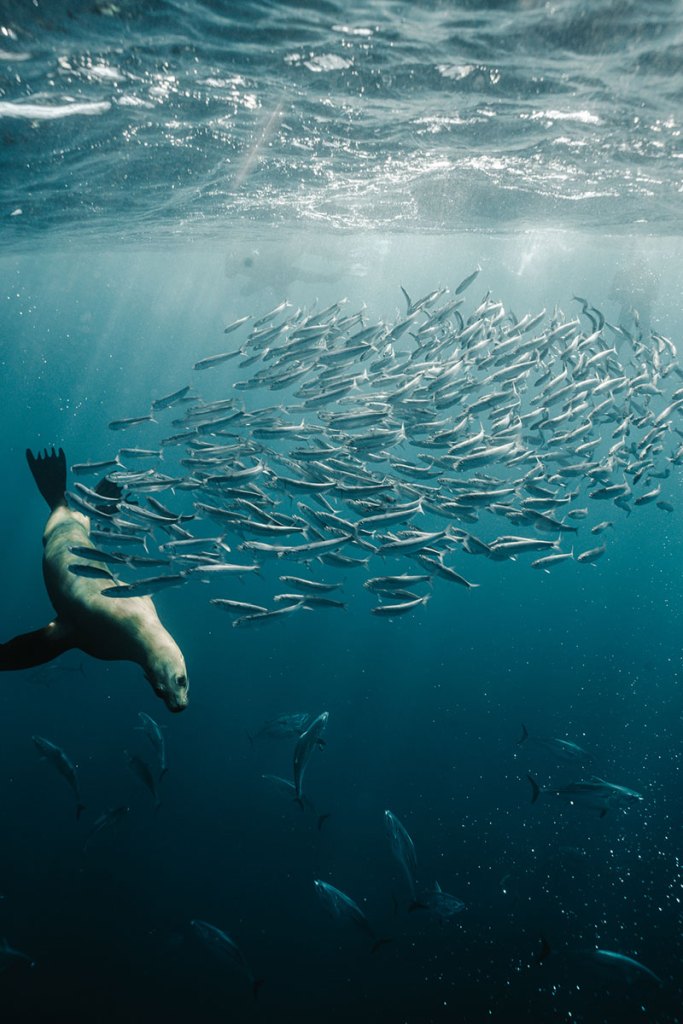 California sea lion hunting sardines in Magdalena Bay