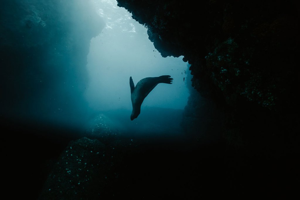 California sea lion swimming underwater beside a rocky reef in Los Islotes