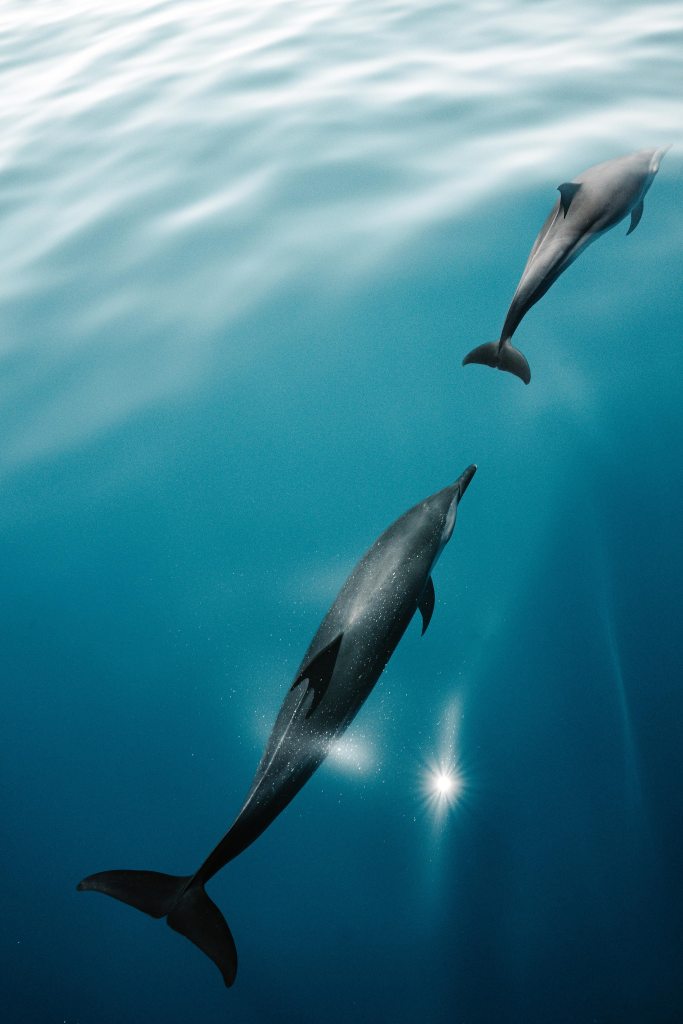 Common dolphins swimming underwater in the Sea of Cortez near La Ventana
