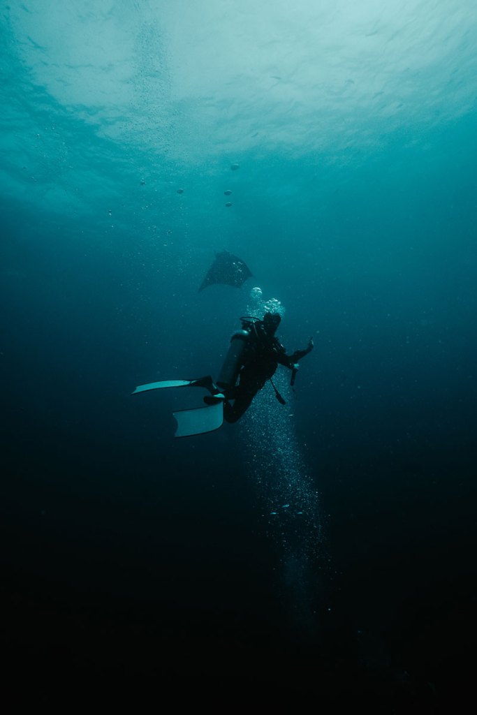 Diver encountering a mobula ray underwater near Los Islotes, La Paz