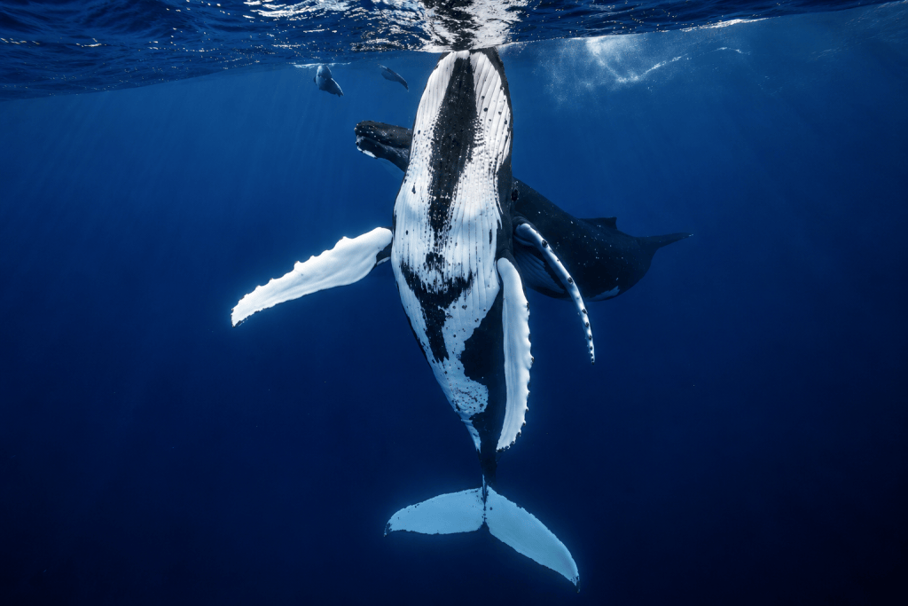 Humpback whale in the waters of French Polynesia