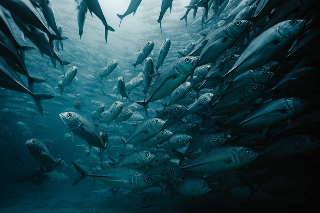 Close-up of a dense school of jacks in Cabo Pulmo National Park