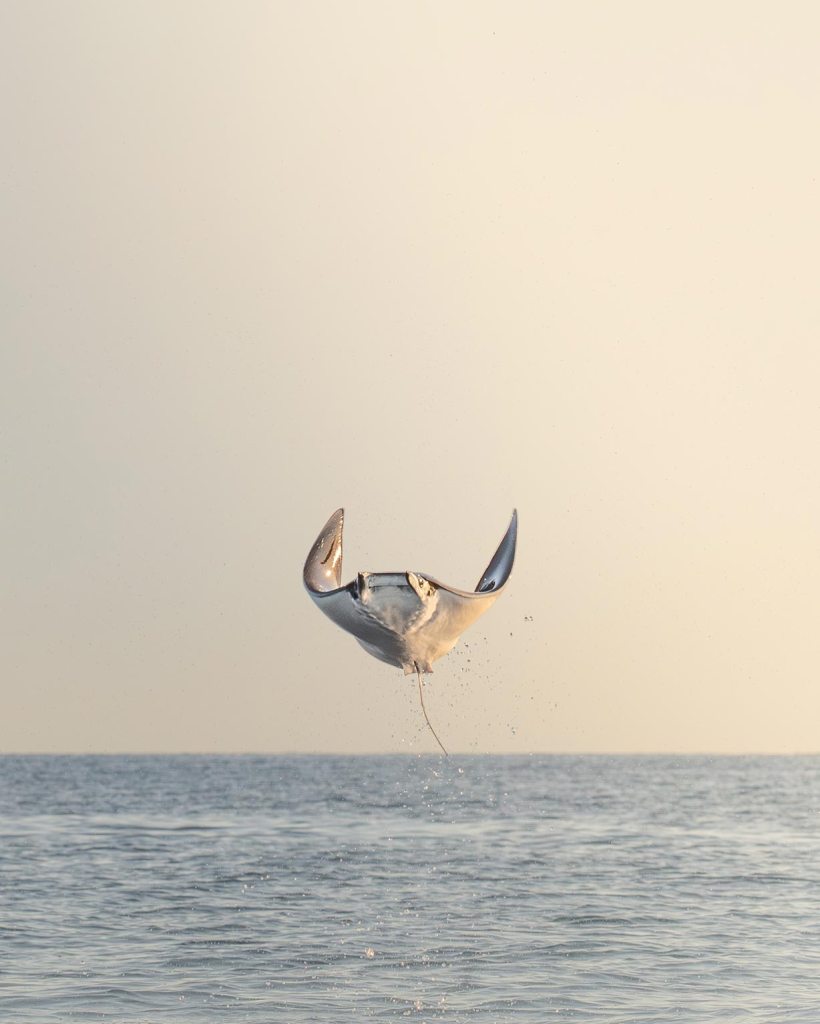 Munk’s pygmy devil ray airborne above the Sea of Cortez