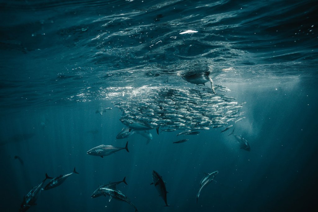 School of sardines beneath the sunlit surface in Magdalena Bay