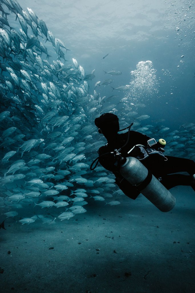 Scuba diver exploring beneath a school of jacks in Cabo Pulmo
