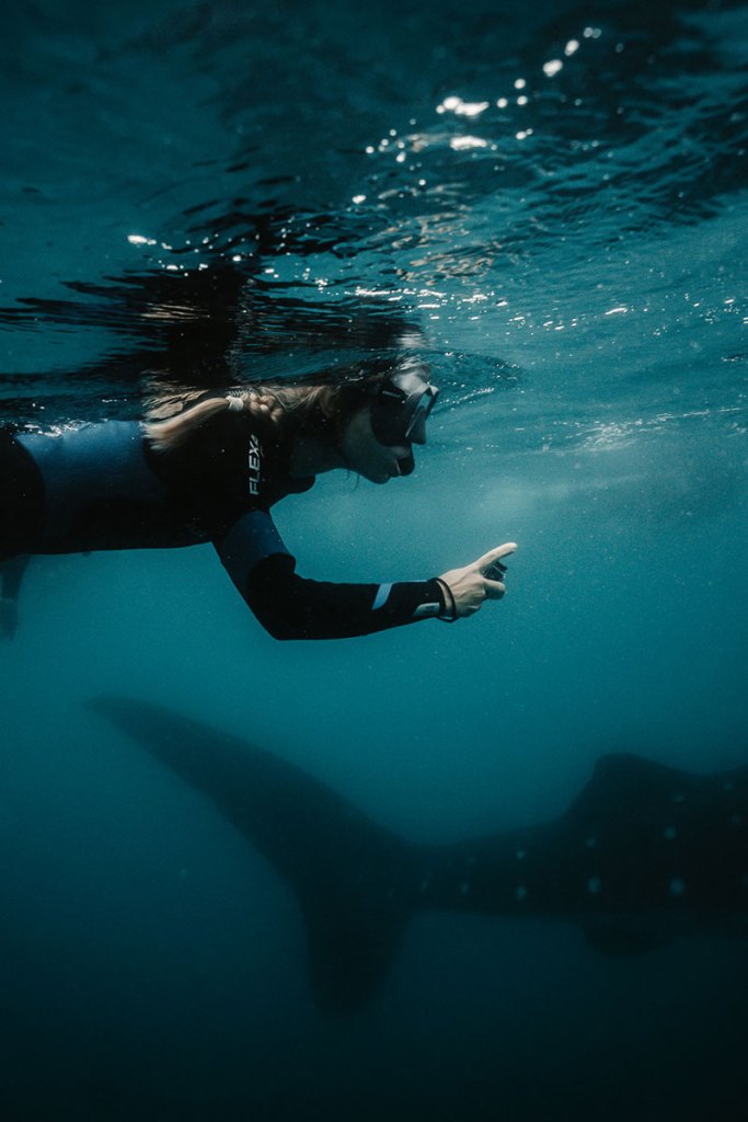 Snorkeler swimming alongside a whale shark in La Paz, Mexico