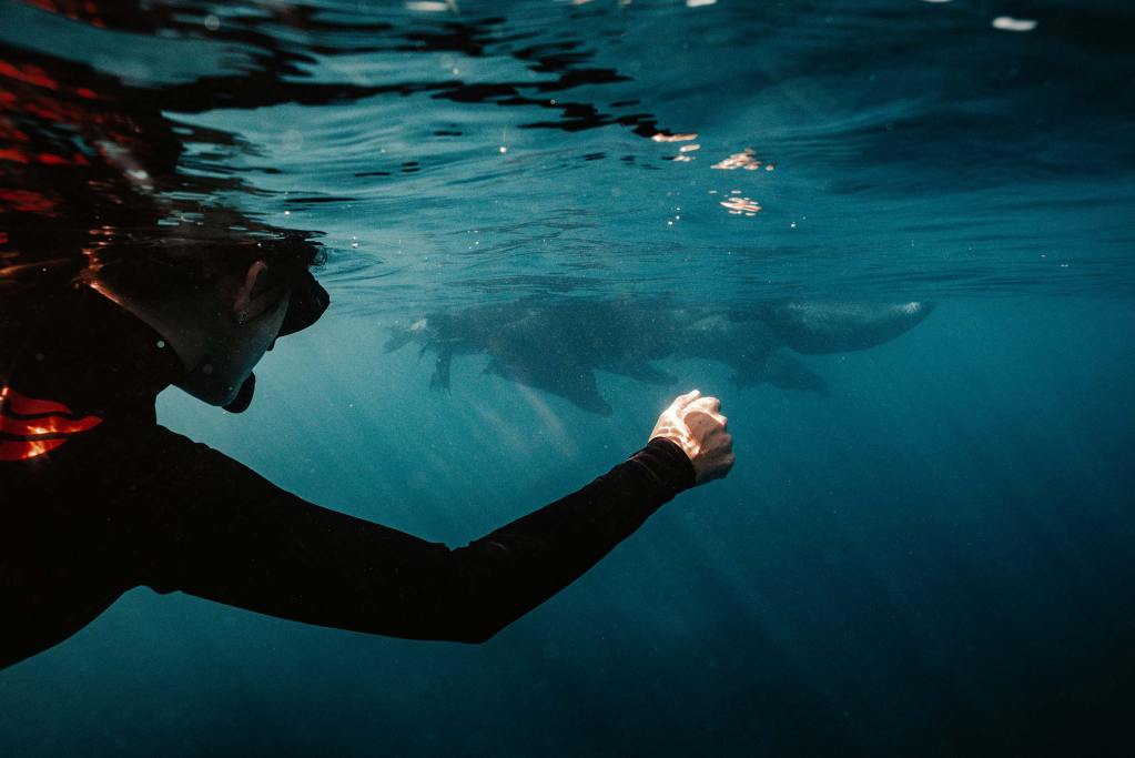 Snorkeler encountering a California sea lion underwater near La Ventana