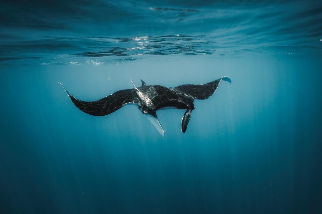 Oceanic manta ray swimming just beneath the surface near La Ventana