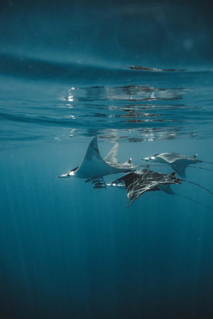 School of mobula rays beneath the sunlit surface near La Ventana
