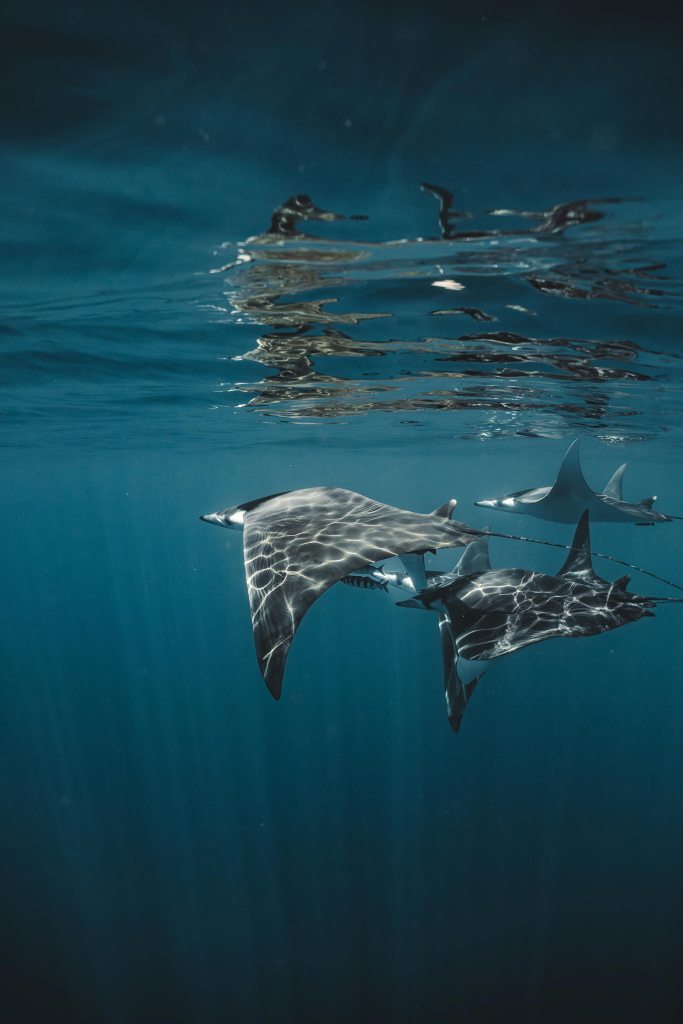 Group of mobula rays swimming together beneath the surface in the Sea of Cortez