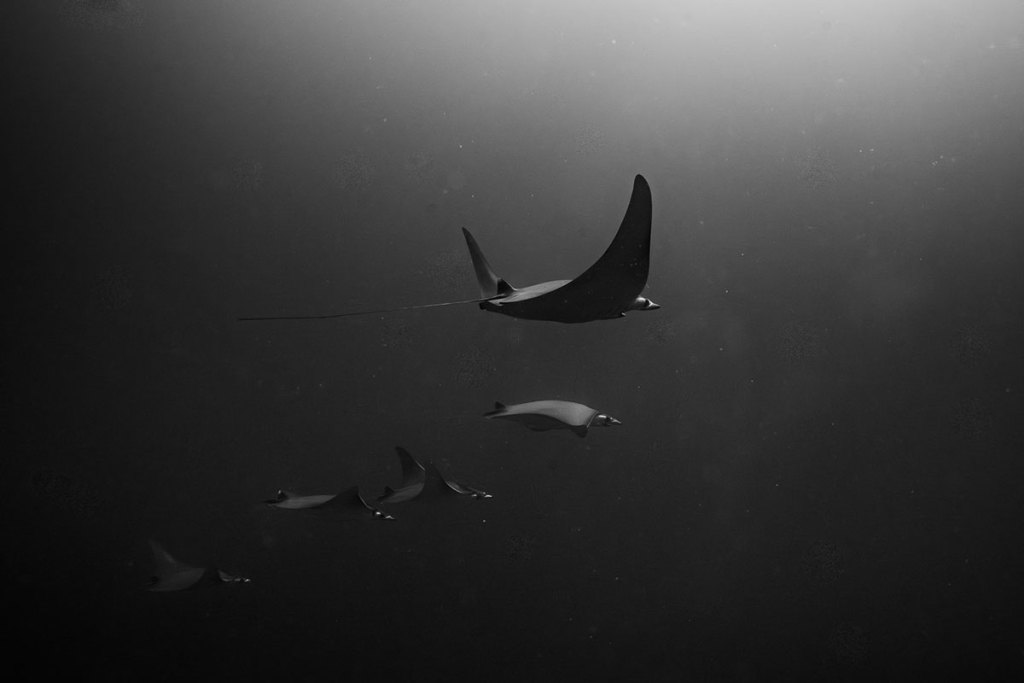 Munk’s pygmy devil ray swimming in open water near Los Islotes, La Paz