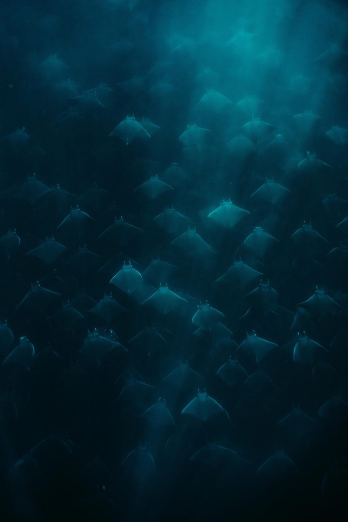 School of mobula rays swimming through blue water near La Ventana