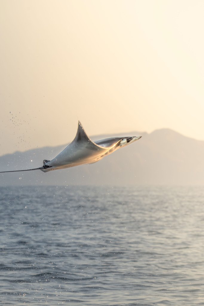 Mobula ray leaping above the sea near La Ventana