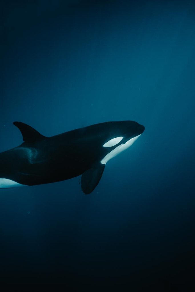 Orca swimming underwater in the Sea of Cortez