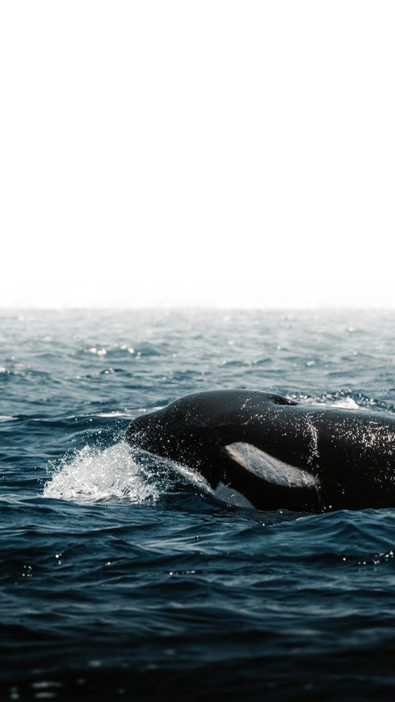 Orca surfacing beside an ocean safari boat near La Ventana