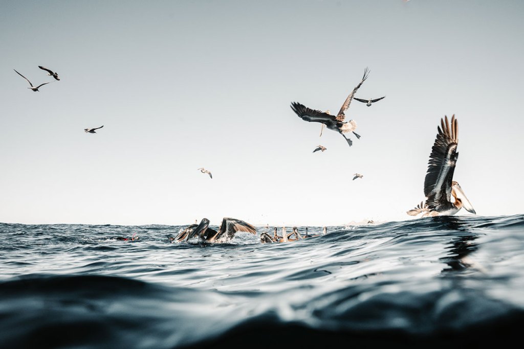Seabirds diving above a sardine baitball in Magdalena Bay, Mexico