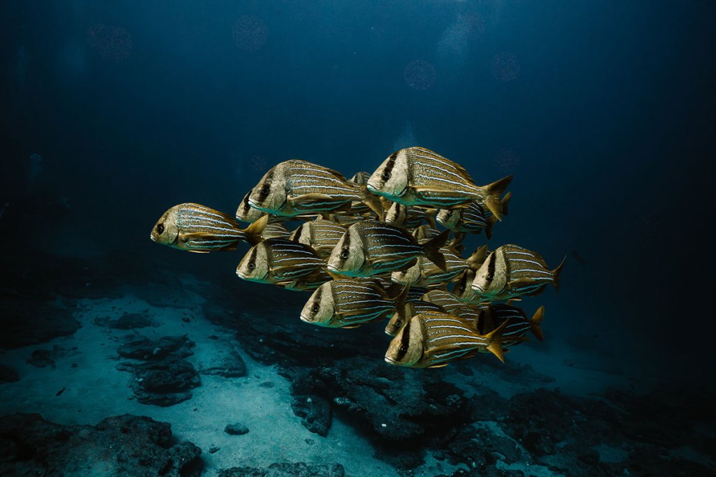 Yellow fish gathered above a rocky reef in Cabo Pulmo National Park