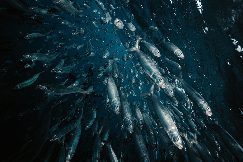 Dense school of sardines underwater in Magdalena Bay