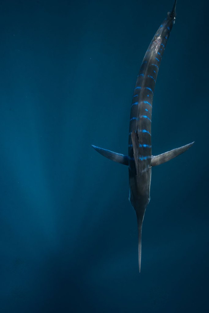 Striped marlin swimming near a sardine baitball in Magdalena Bay