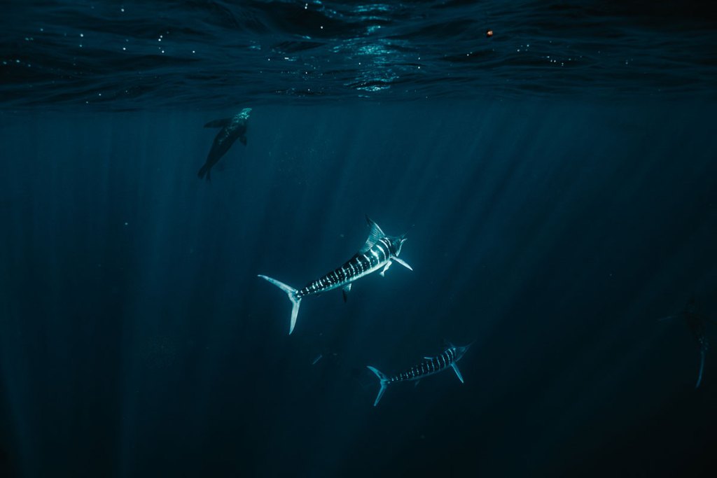 Striped marlin hunting sardines beneath the surface in Magdalena Bay