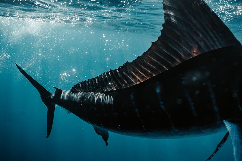 Close-up of a striped marlin with its dorsal fin raised in Magdalena Bay