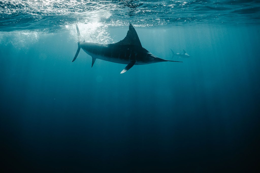 Striped marlin swimming just below the surface in Magdalena Bay