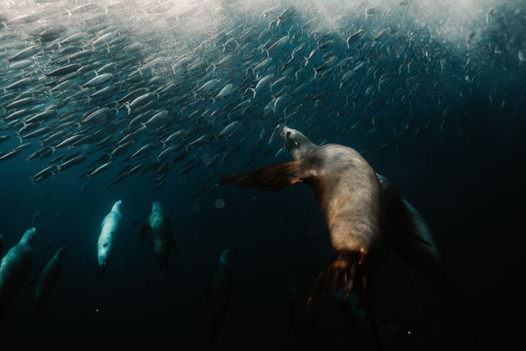Sea lion swimming beside a sardine baitball in Magdalena Bay