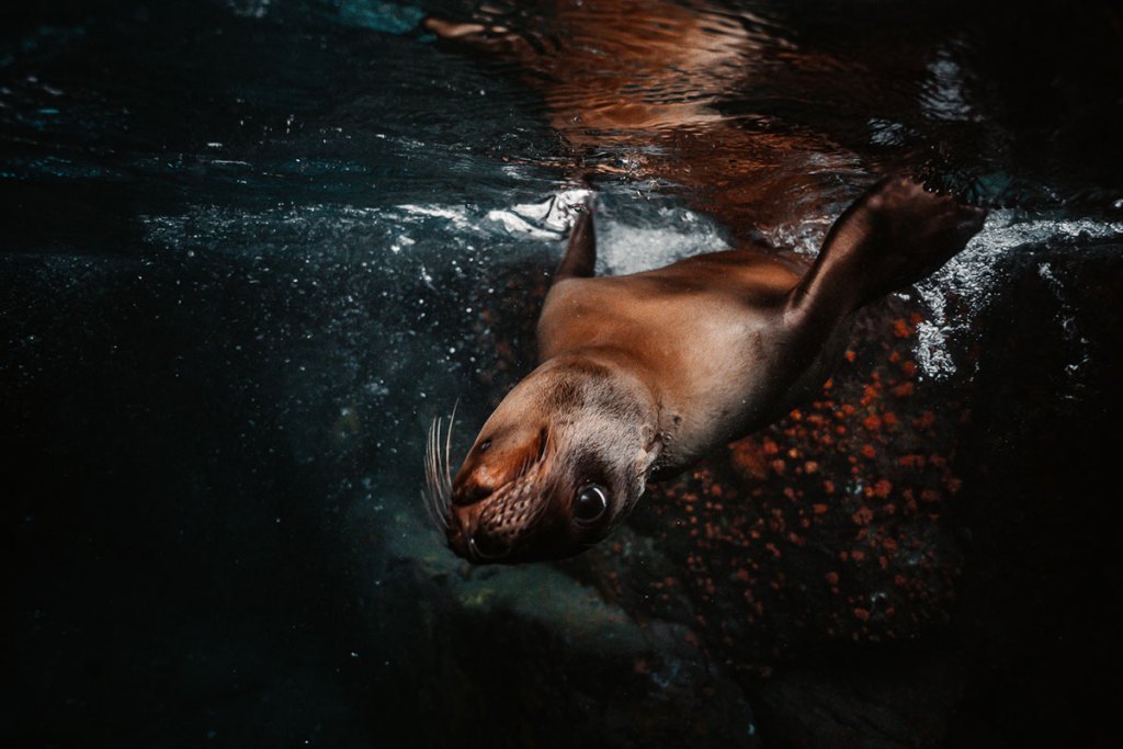 California sea lion swimming just beneath the surface in Los Islotes, La Paz